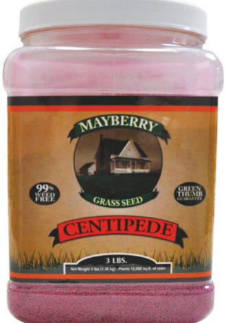 Mayberry grass seed